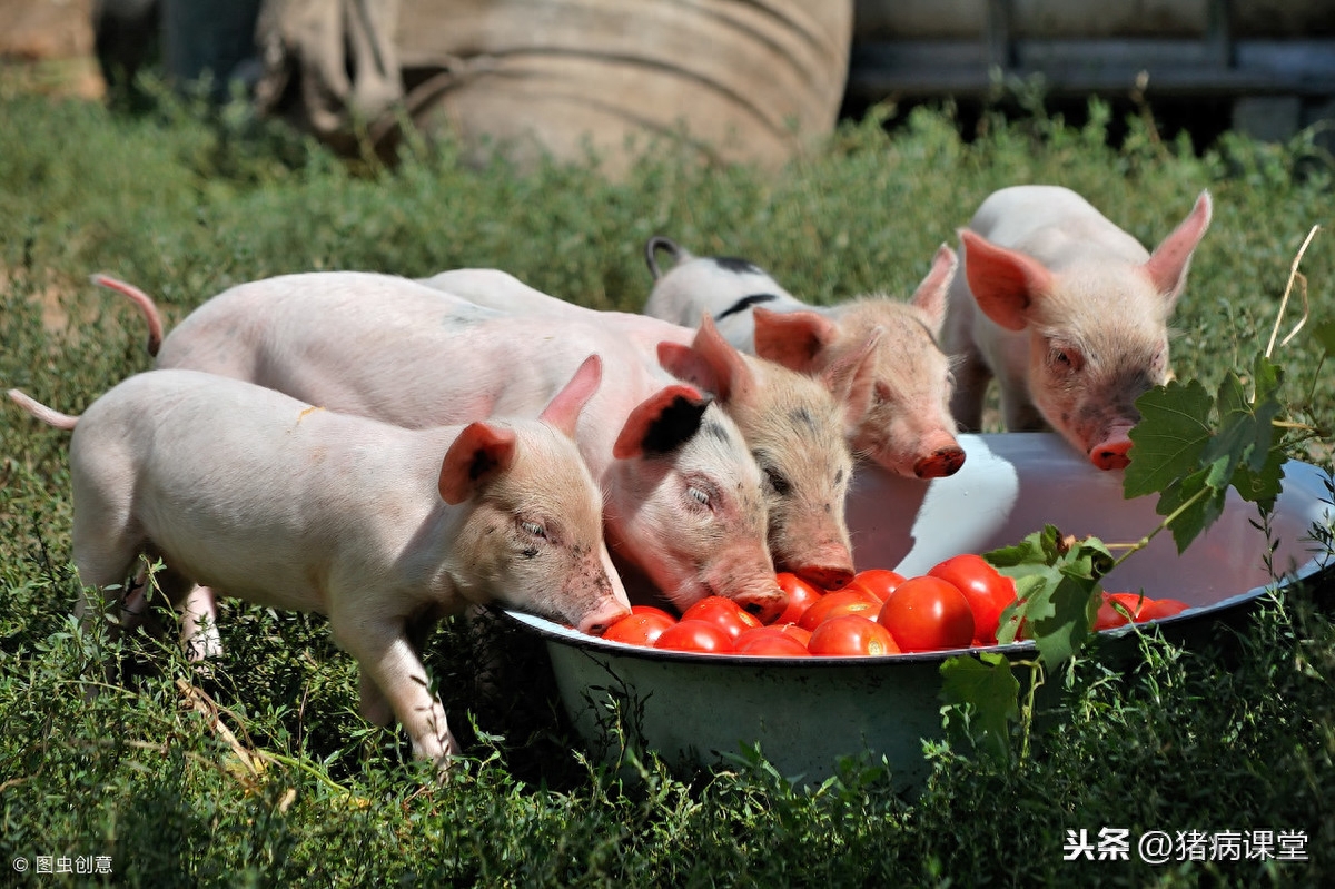 仔猪为什补硒(猪补硒过量怎么办)-硒宝网