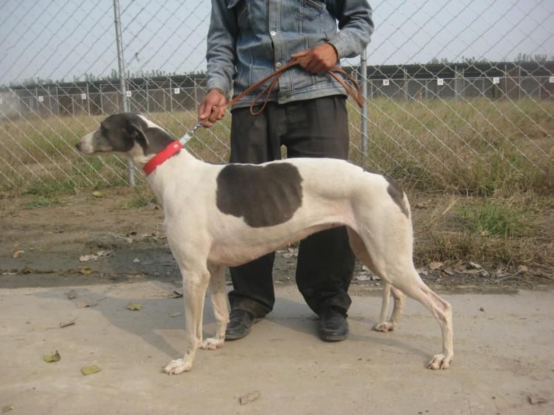 母牛用补硒吗（牛补硒的方法）-硒宝网