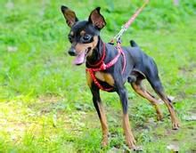 母牛用补硒吗（牛补硒的方法）-硒宝网