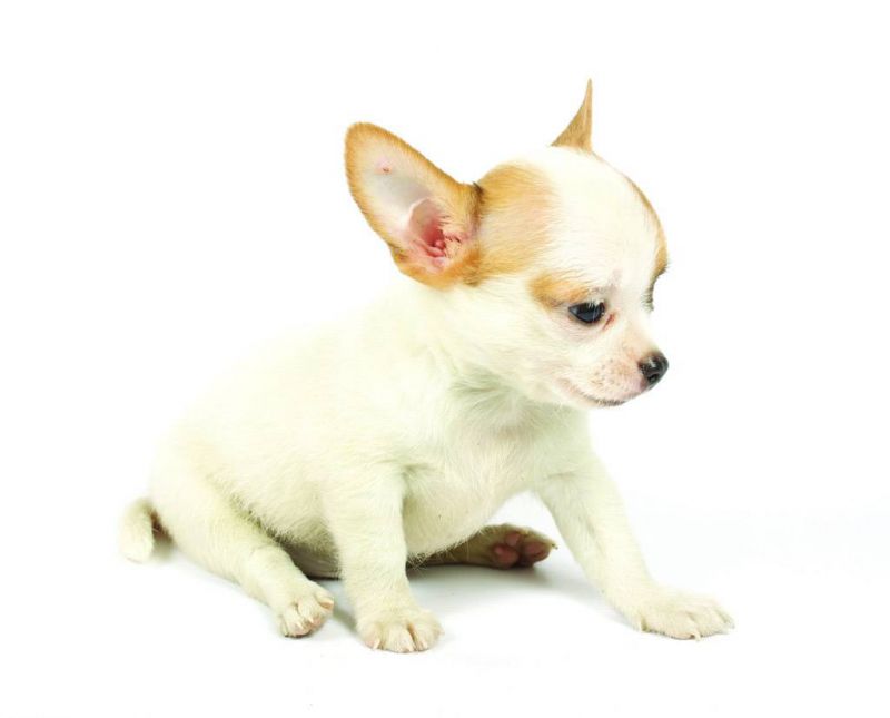 母牛用补硒吗（牛补硒的方法）-硒宝网