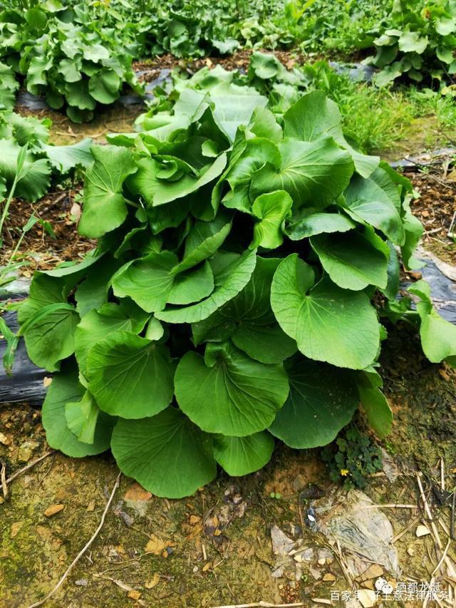 感染新冠补硒（关于补硒对抗新冠肺炎）-硒宝网