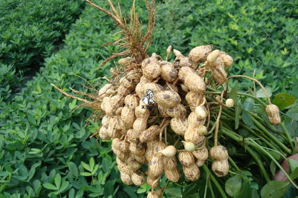 补硒治高血压(高血压补硒能降压么)-硒宝网