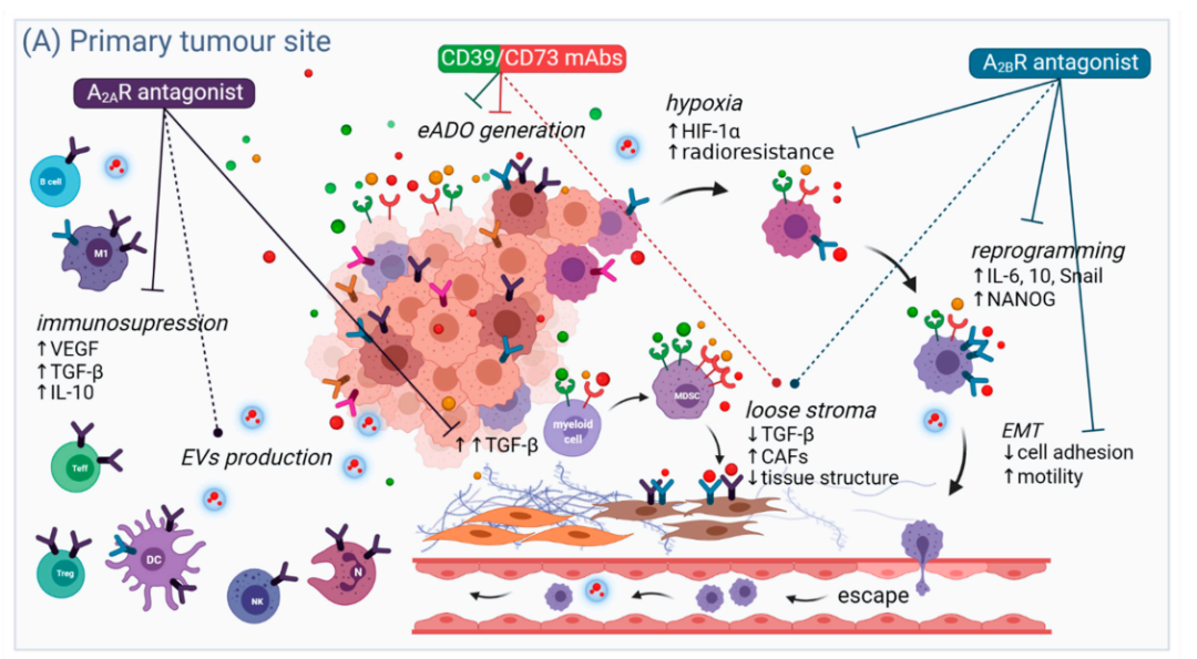 补硒对类风湿(硒对类风湿性关节炎有哪些作用)-硒宝网