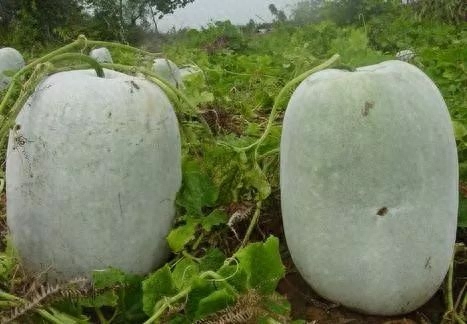 补硒会口渴吗（补硒会增加食欲吗）-硒宝网