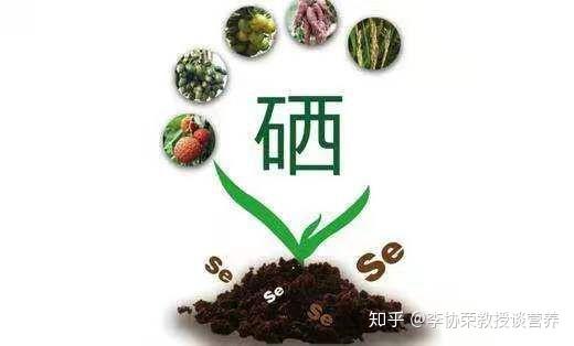 牛用什么补硒（牛补硒有什么好处）-硒宝网