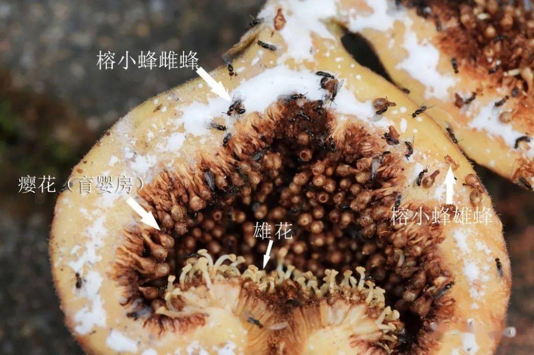 无花果补硒吗(无花果的硒含量是多少)-硒宝网