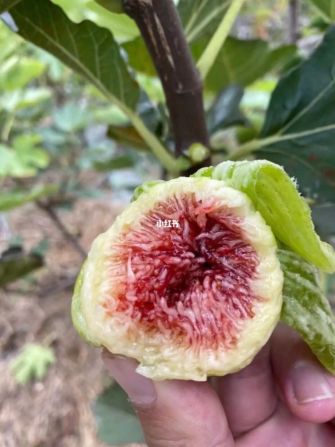 无花果补硒吗(无花果的硒含量是多少)-硒宝网