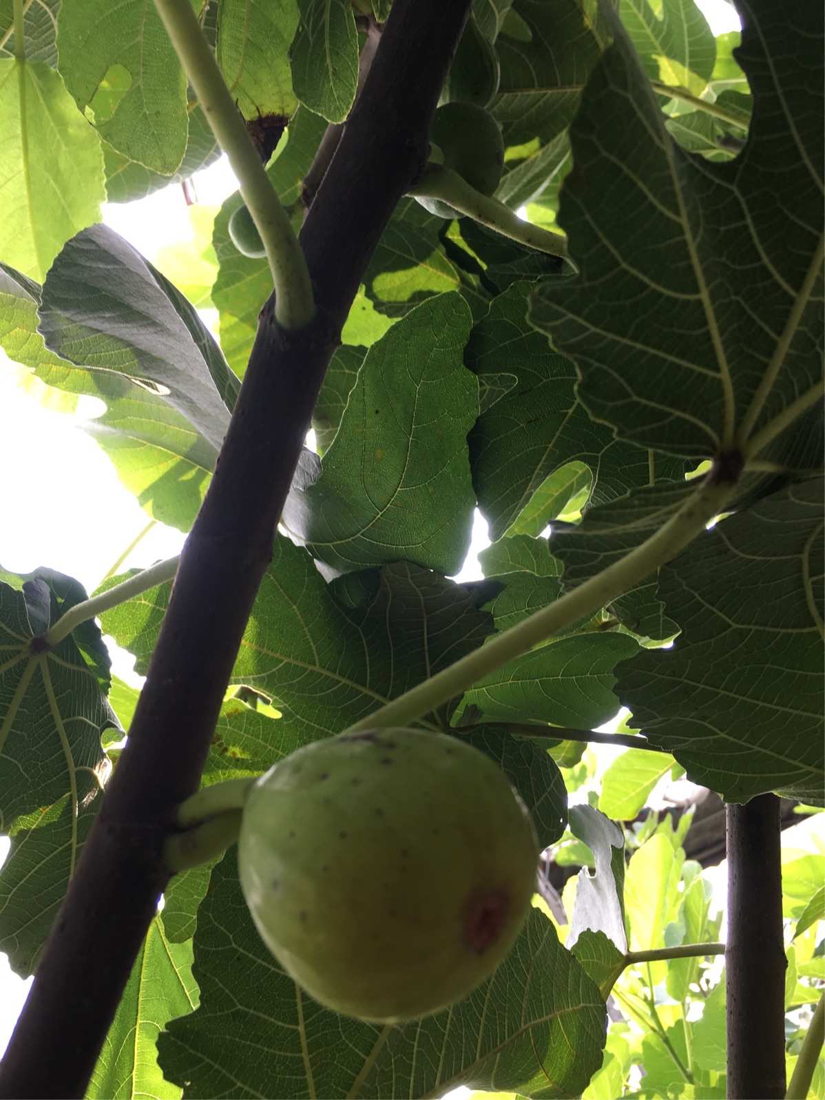 无花果补硒吗(无花果的硒含量是多少)-硒宝网