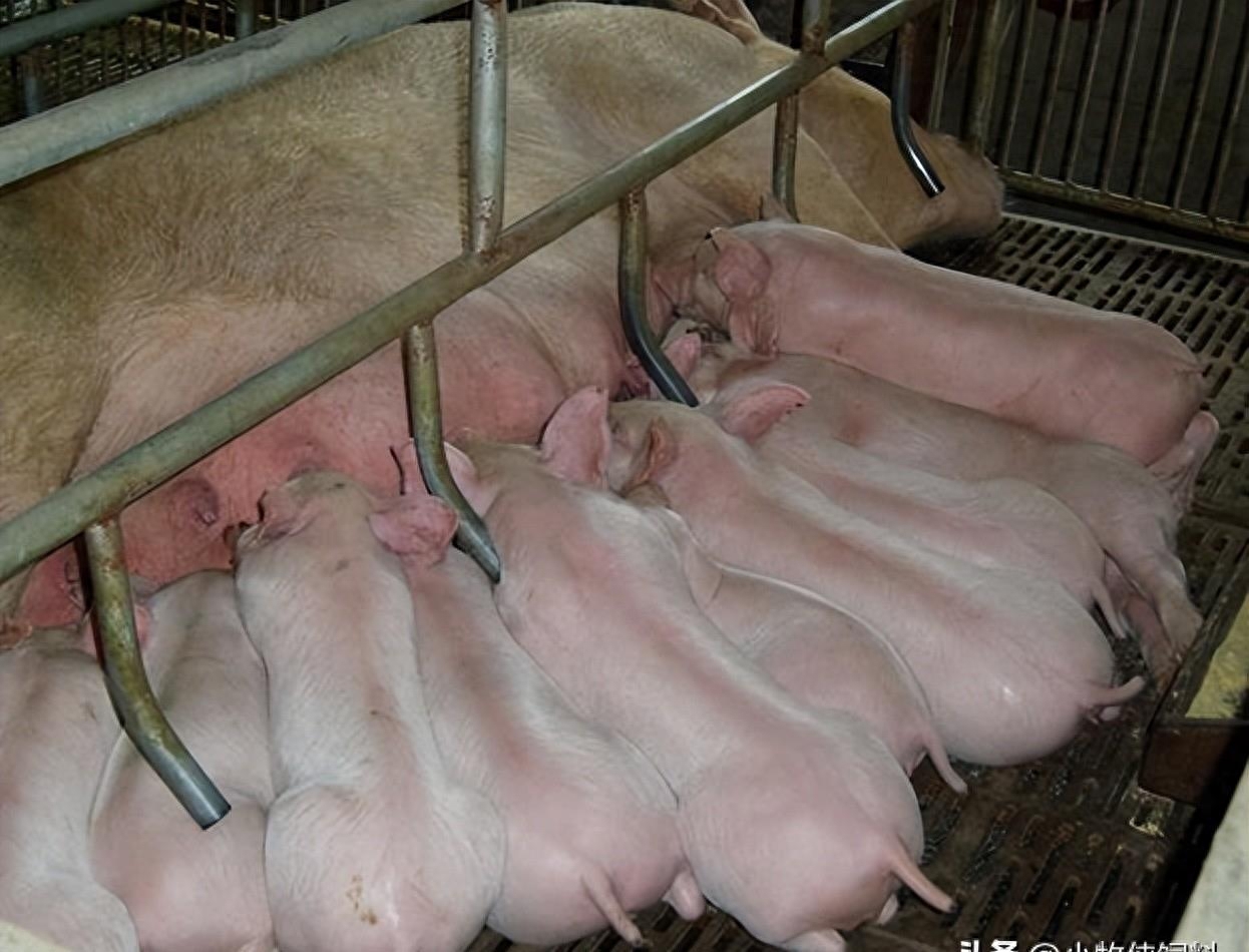 猪补硒的作用(猪补硒中毒怎么办)-硒宝网