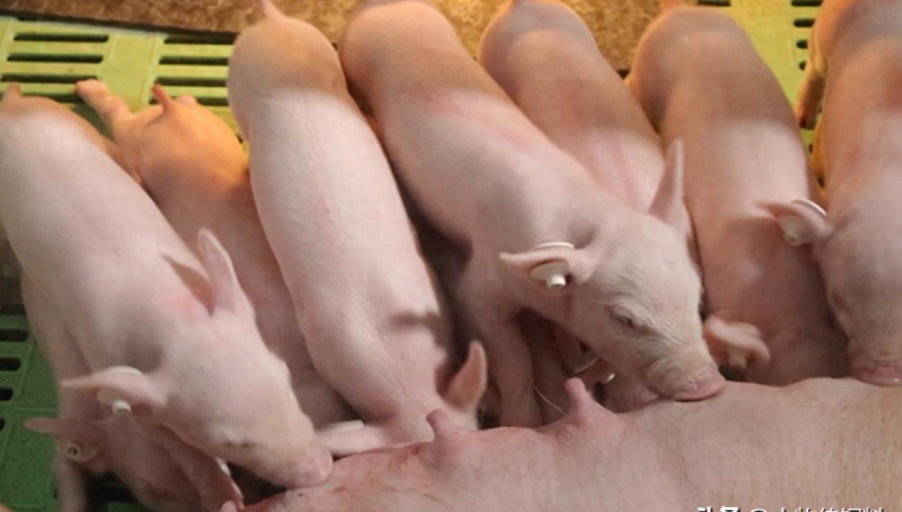 猪补硒的作用(猪补硒中毒怎么办)-硒宝网