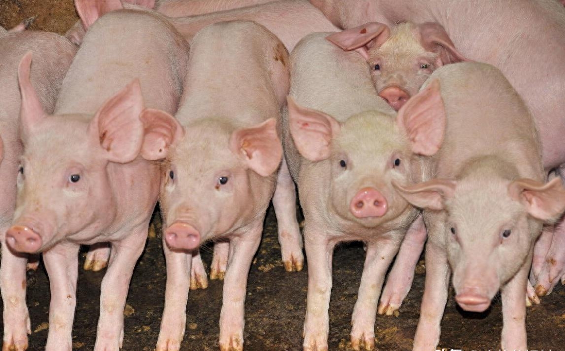 猪补硒的作用(猪补硒中毒怎么办)-硒宝网