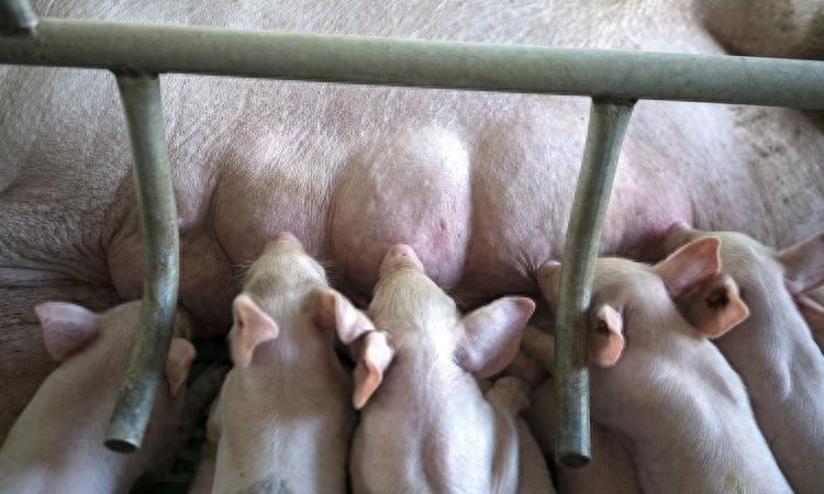 猪补硒的作用(猪补硒中毒怎么办)-硒宝网