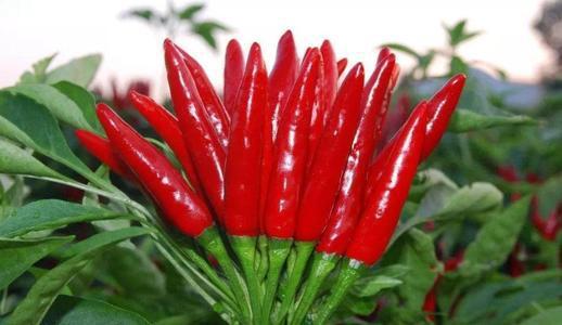 肺结节与补硒(硒对肺结节有作用吗)-硒宝网