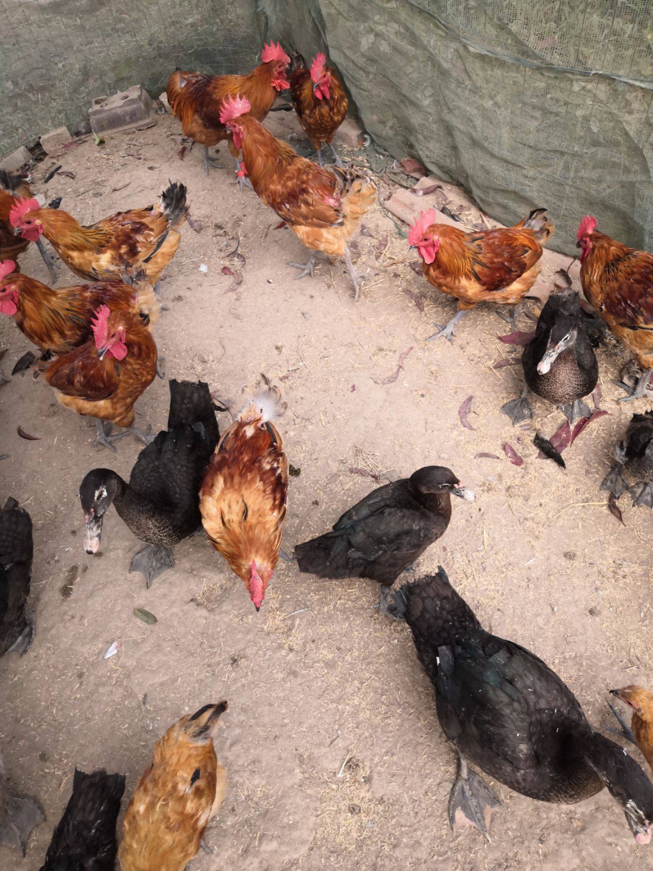 鸡雏补硒的量（蛋鸡补硒）-硒宝网