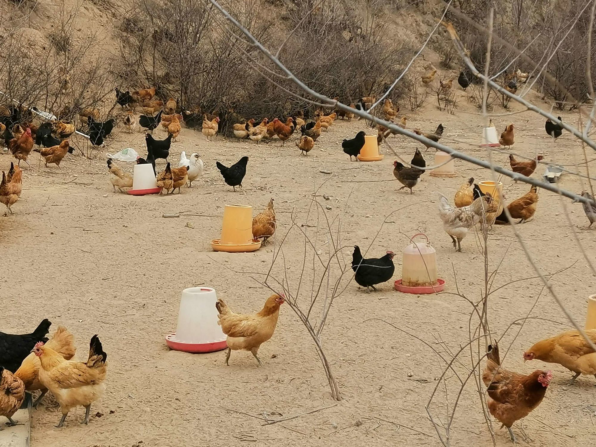 鸡雏补硒的量（雏鸡缺硒）-硒宝网