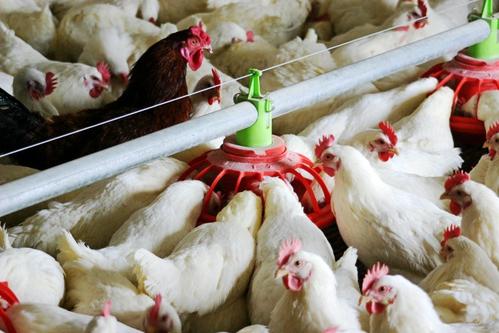 鸡雏补硒的量（雏鸡缺硒）-硒宝网