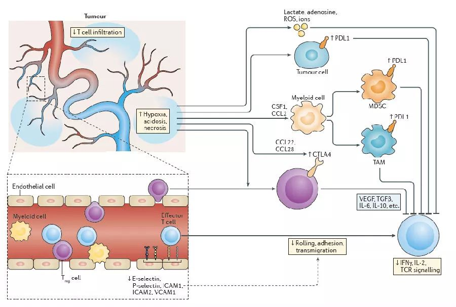 补硒对抗癌症（癌症对抗补硒的药物）-硒宝网