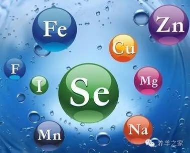 羊只如何补硒（羊补硒过量怎么解毒）-硒宝网