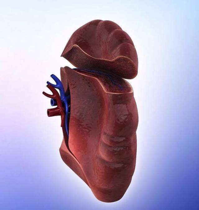 补硒会腰酸吗(吃补硒的药对怀孕有影响吗)-硒宝网