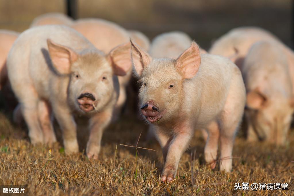 7天小猪补硒（小猪补硒补多了怎么办）-硒宝网