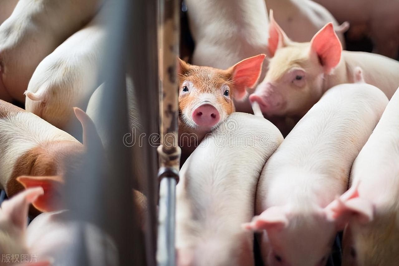 7天小猪补硒（小猪七天补硒怎么补）-硒宝网