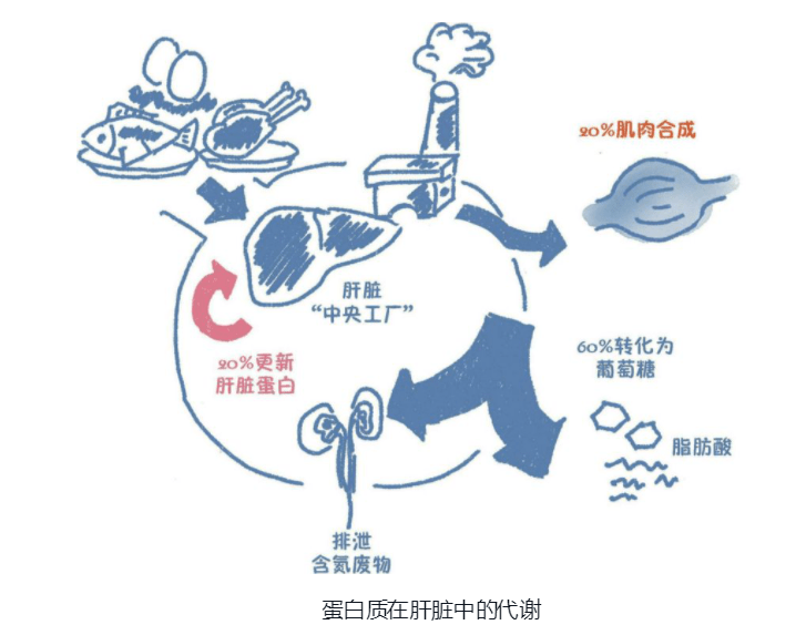 补硒解酒护肝（补解酒护肝硒的药物）-硒宝网