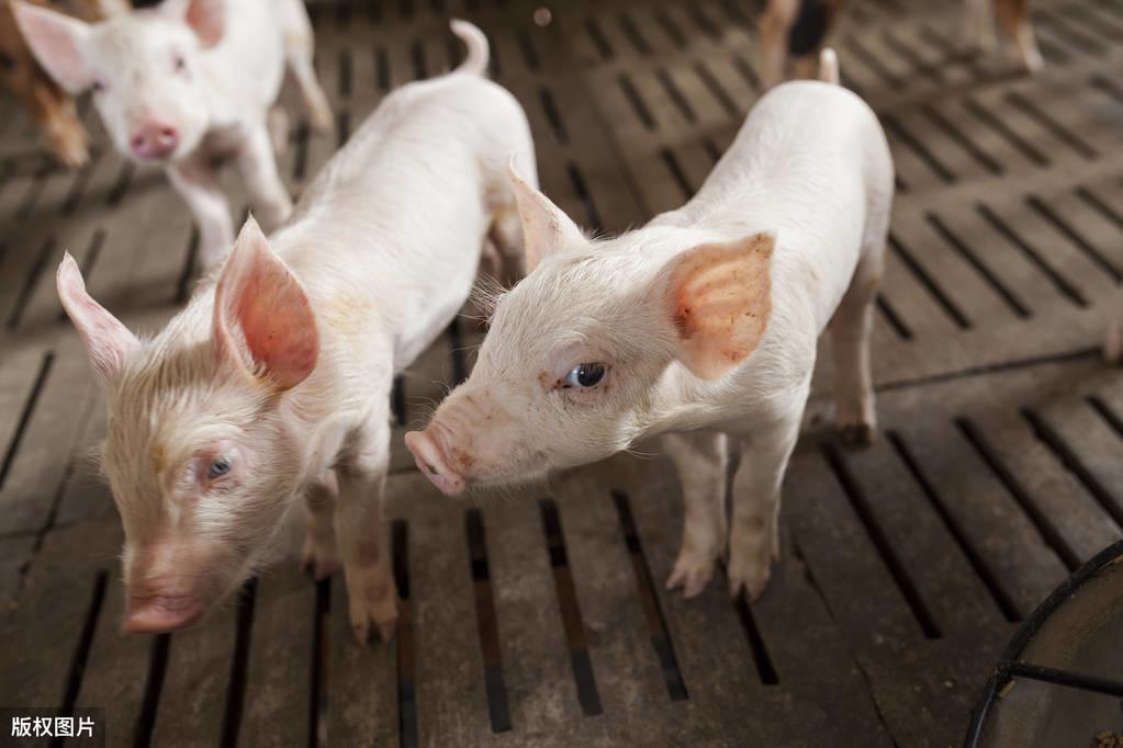 7天小猪补硒（7天小猪补硒）-硒宝网