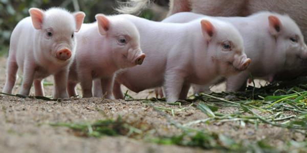 7天小猪补硒（7天小猪补硒）-硒宝网