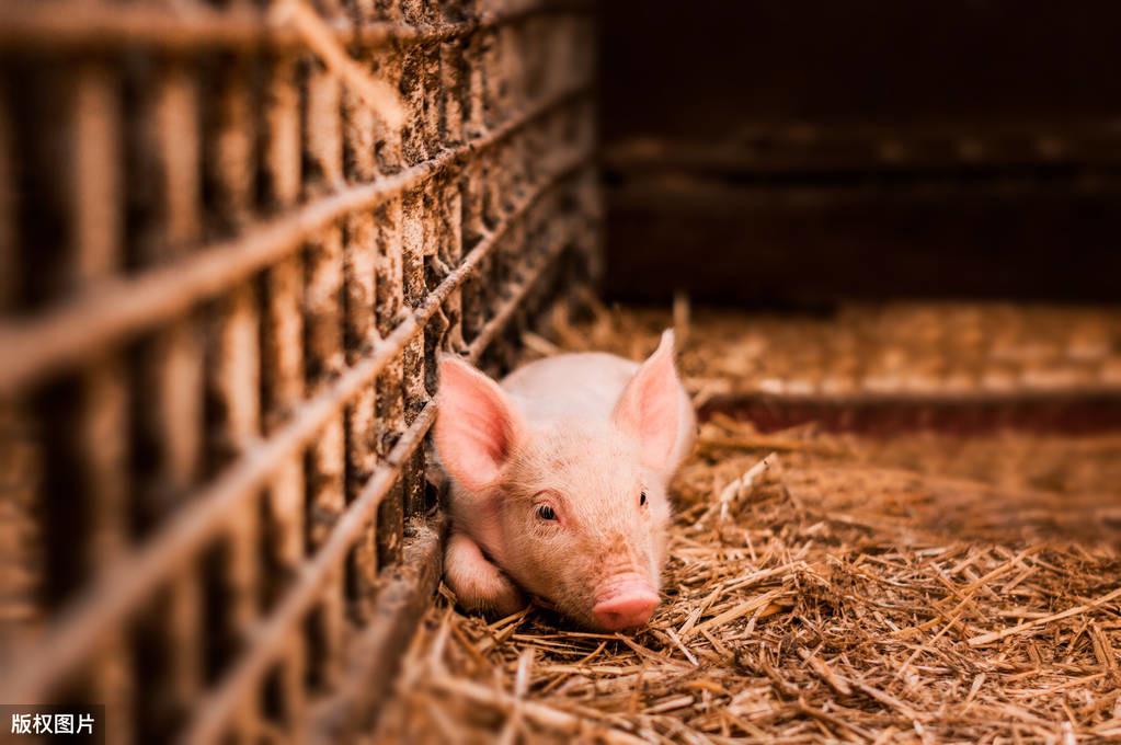 7天小猪补硒（7天小猪补硒）-硒宝网