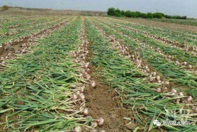 吃大蒜能补硒（吃大蒜能补硒）-硒宝网