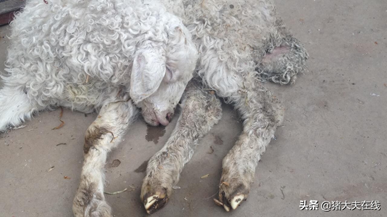 铁镁硒怎样补（镁的作用和补硒的好处）-硒宝网