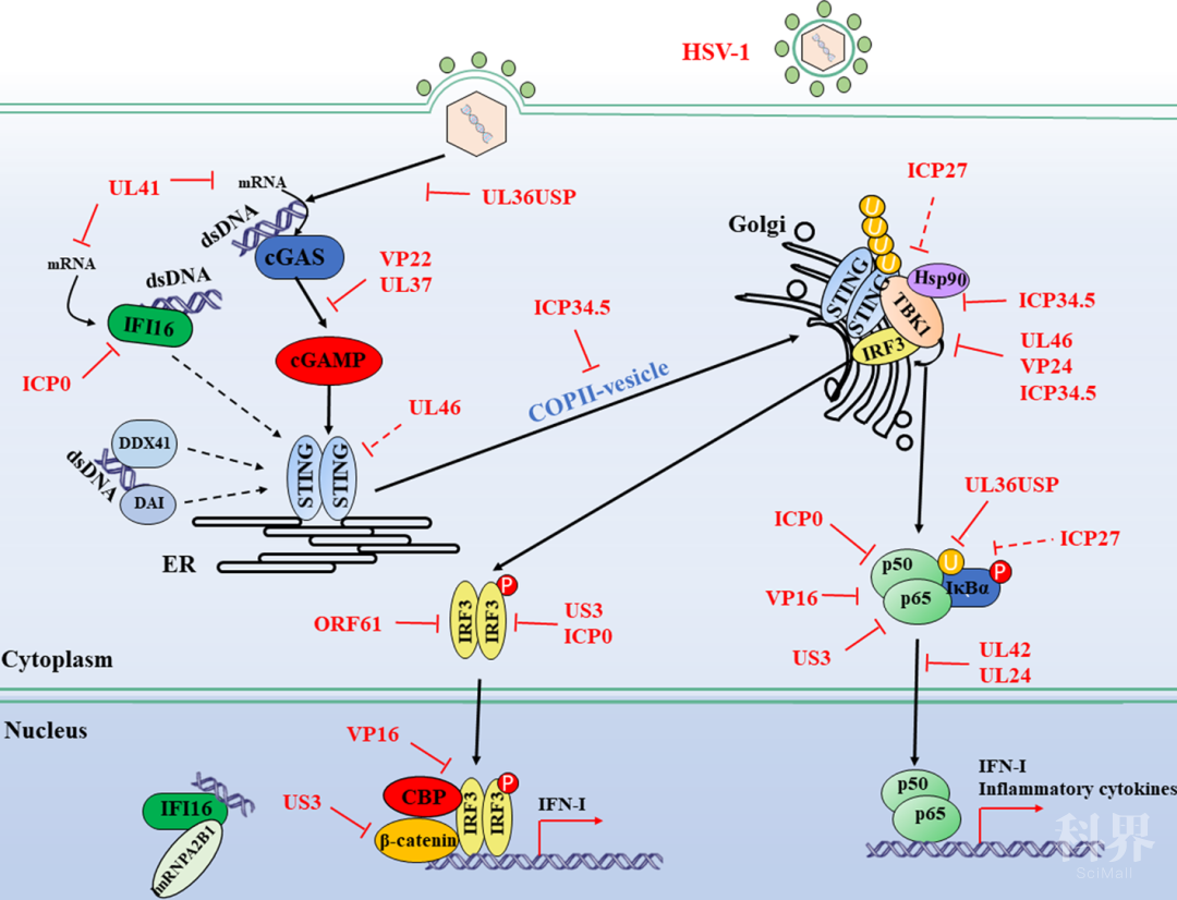 补肽硒油好吗(补肽硒油好吗)-硒宝网