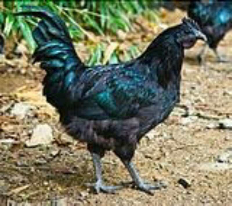 补硒如何阻镉（镉和硒拮抗作用）-硒宝网