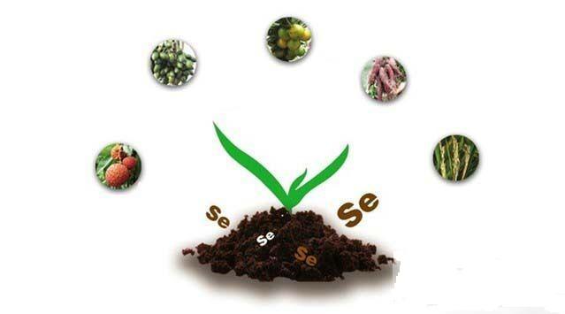 有胃病能补硒(能补胃病硒有哪些药)-硒宝网