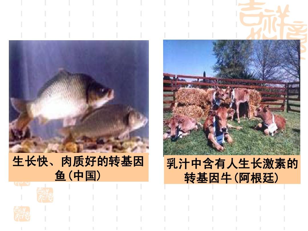 兽用补硒产品(兽用补硒药有哪几种)-硒宝网