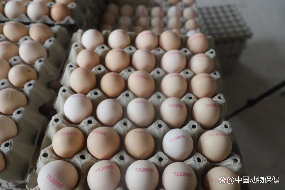 小鸡能补硒吗（补硒能预防什么疾病）-硒宝网