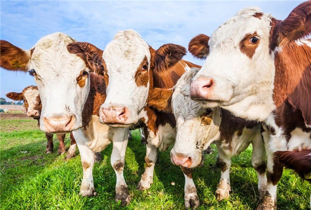 兽用补硒药物(兽用硒的功效和作用)-硒宝网