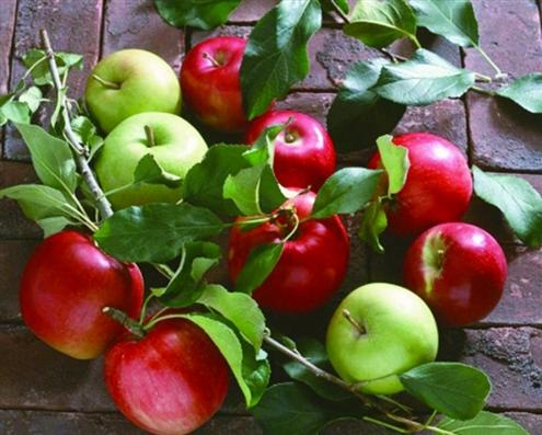 硒孝母补什么（孝母硒的功效）-硒宝网