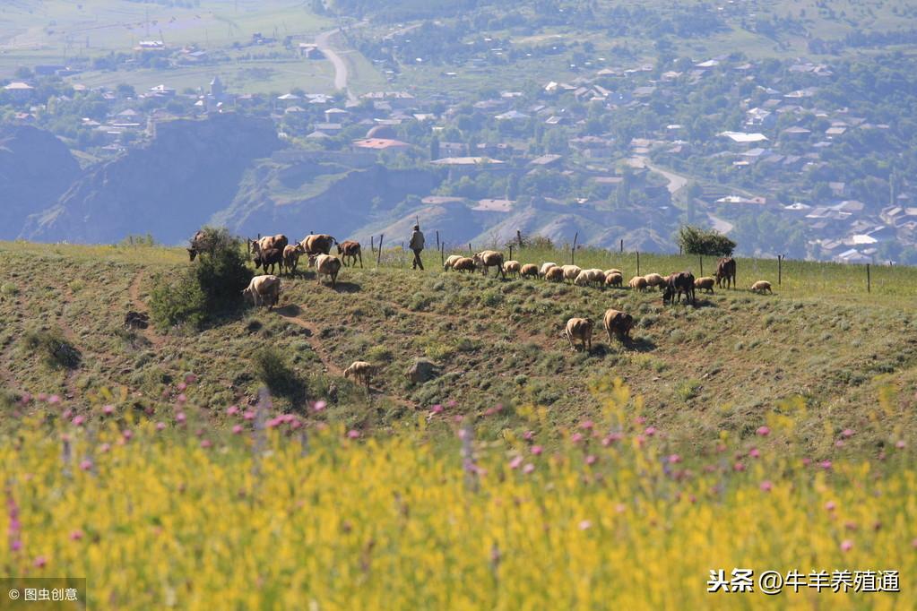 羊补硒喂什么（羊补硒有什么好处）-硒宝网