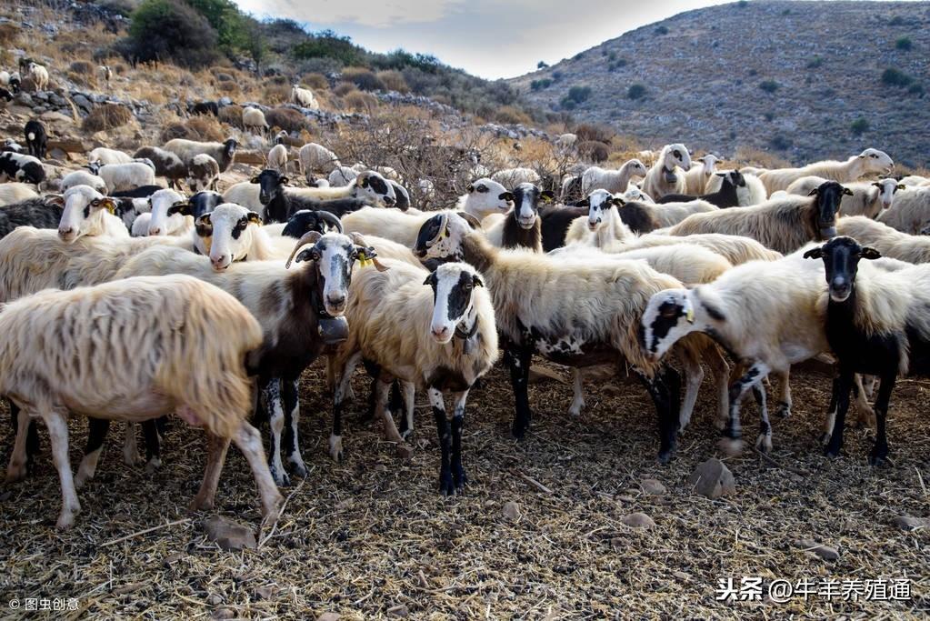 羊补硒喂什么（羊补硒有什么好处）-硒宝网