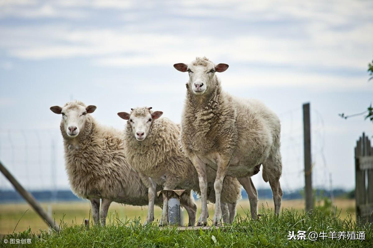 羊补硒喂什么（羊补硒有什么好处）-硒宝网