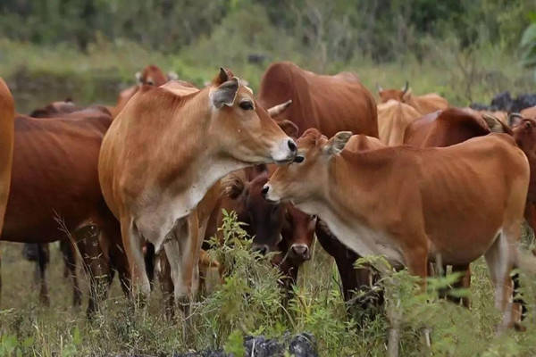 反刍动物补硒(补动物反刍硒的食物)-硒宝网