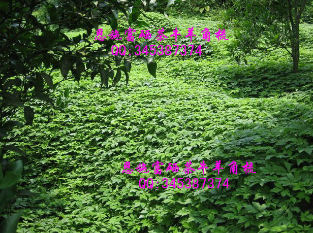 补硒能降血压(高血压补硒能降压么)-硒宝网