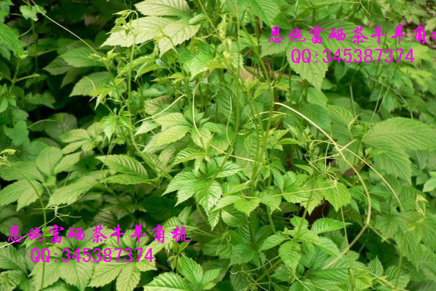 补硒能降血压(高血压补硒能降压么)-硒宝网