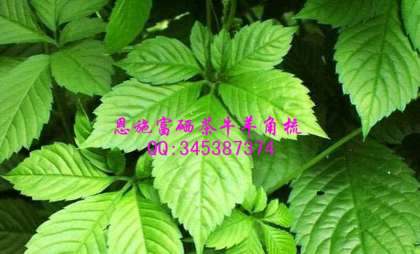 补硒能降血压(高血压补硒能降压么)-硒宝网