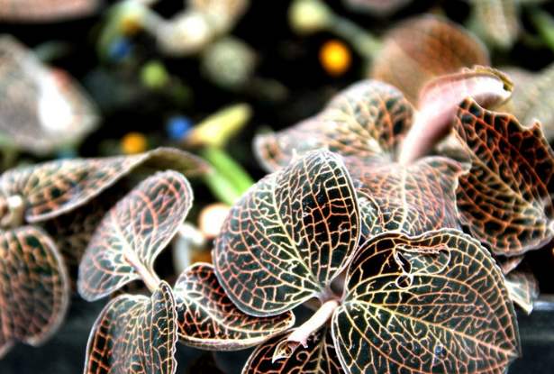 乙肝用补硒吗（乙肝患者补硒）-硒宝网