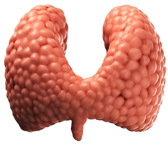 甲亢甲减补硒（补甲亢硒甲减怎么办）-硒宝网