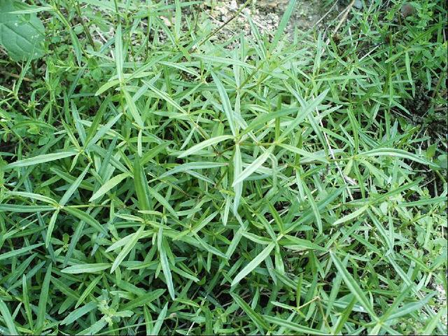 补硒药用价值（补硒药的作用）-硒宝网