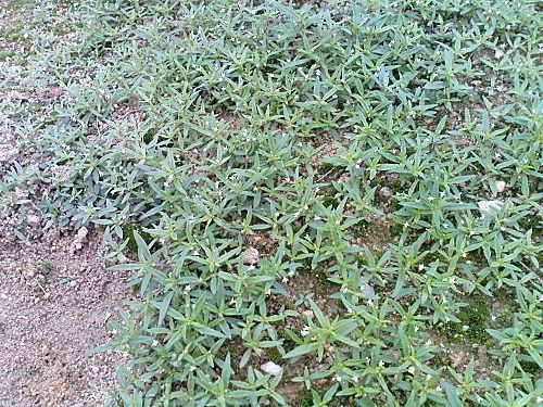 补硒药用价值（补硒药的作用）-硒宝网