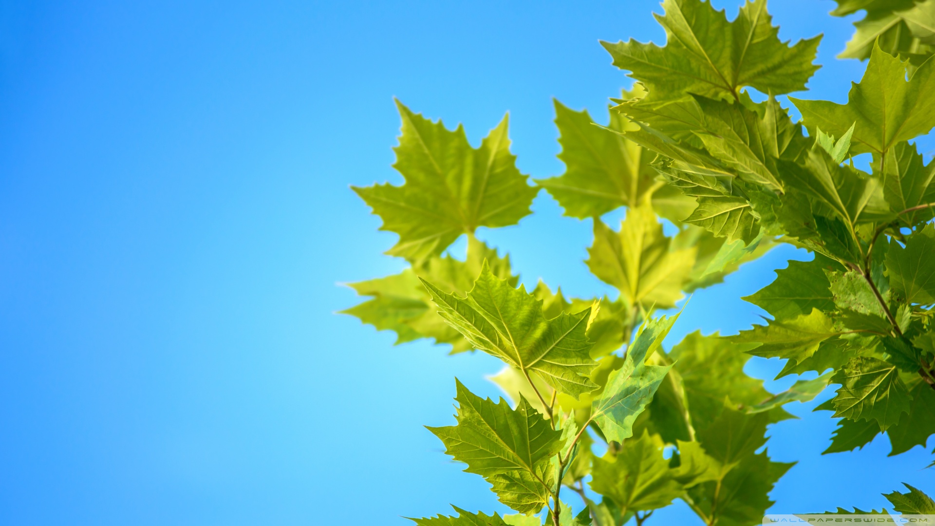 补硒药用价值(补硒的药都有什么)-硒宝网
